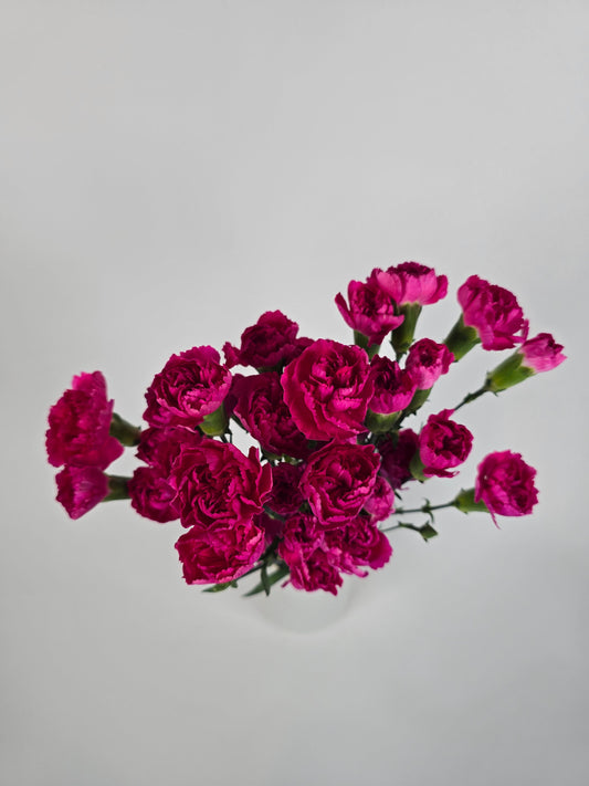 Hot Pink Spray Mini Carnations