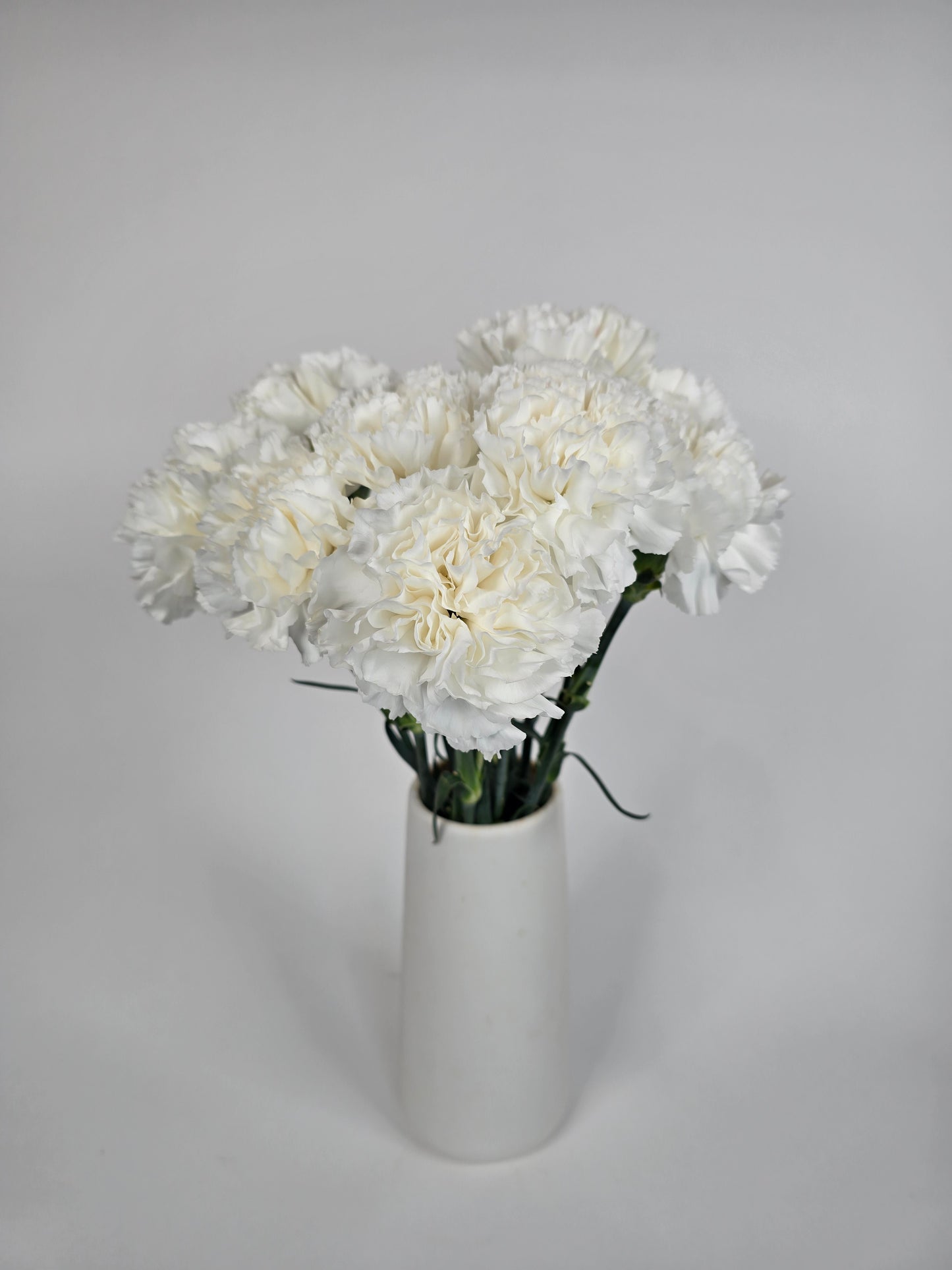 Ivory Carnations
