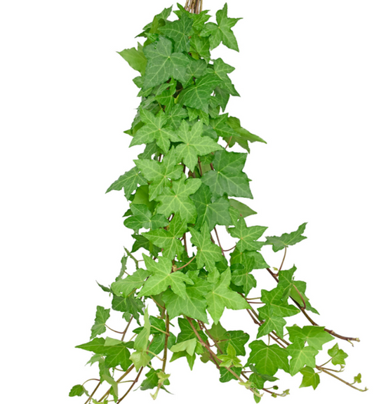 Ivy Greenery
