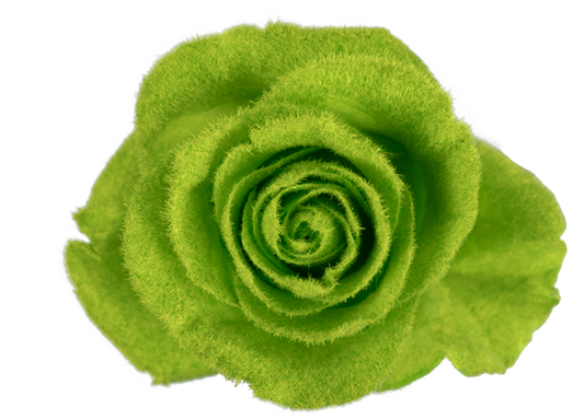 Jade Velvet Tinted Fresh Cut Roses