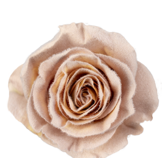 Latte Velvet Tinted Fresh Cut Roses