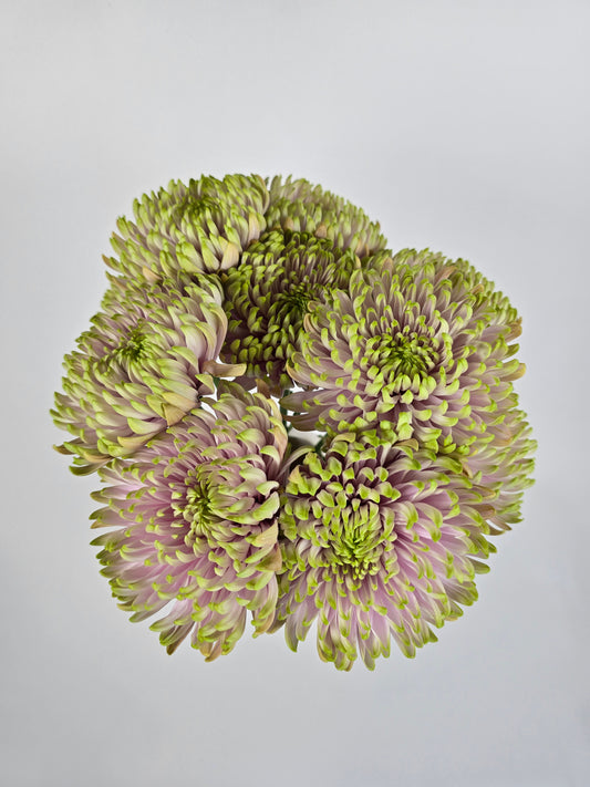 Lavender and Green Spider Mums