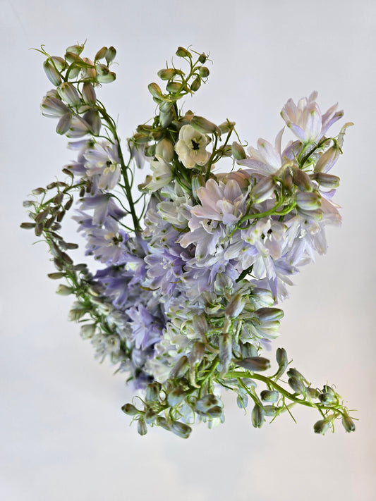 Lavender Delphinium