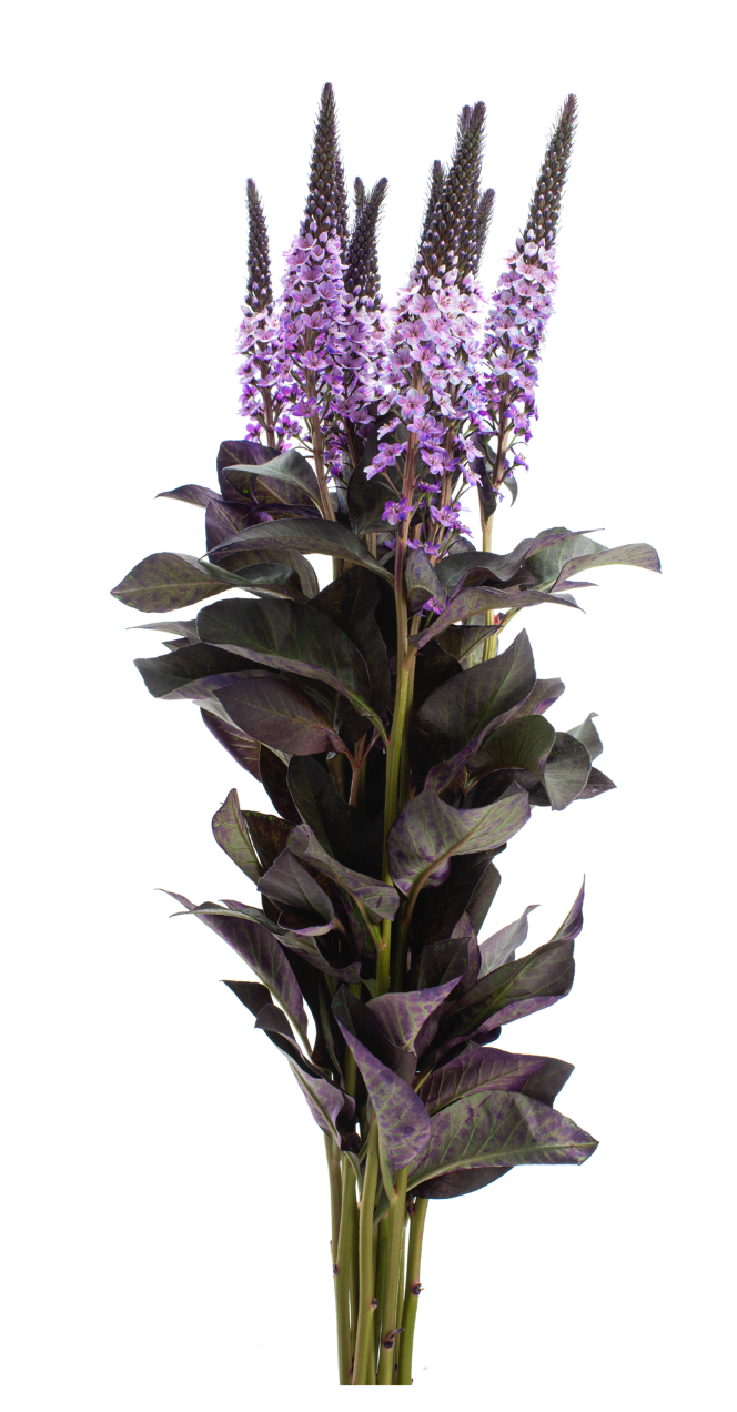 Lavender Lysimachia