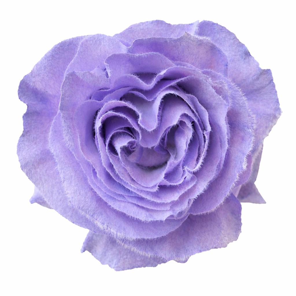 Lavender Velvet Dream Tinted Fresh Cut Roses