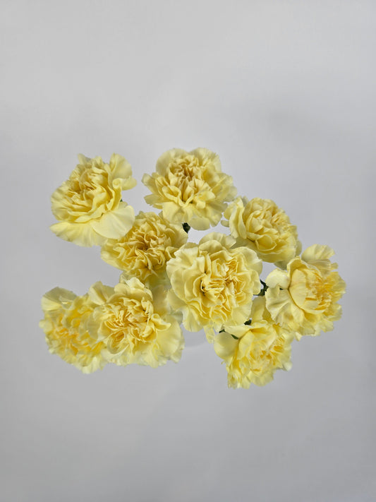 Lemon Yellow Carnations