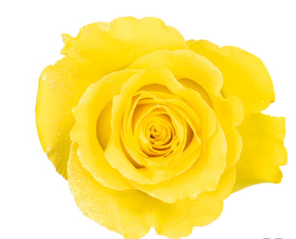 Lemon Yellow Glitter Tinted Roses