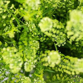 Lepidium Greenery