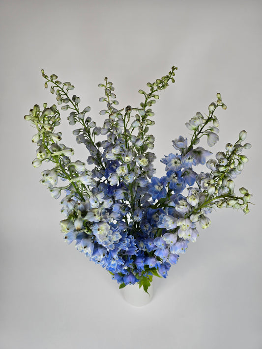 Light Blue Delphinium