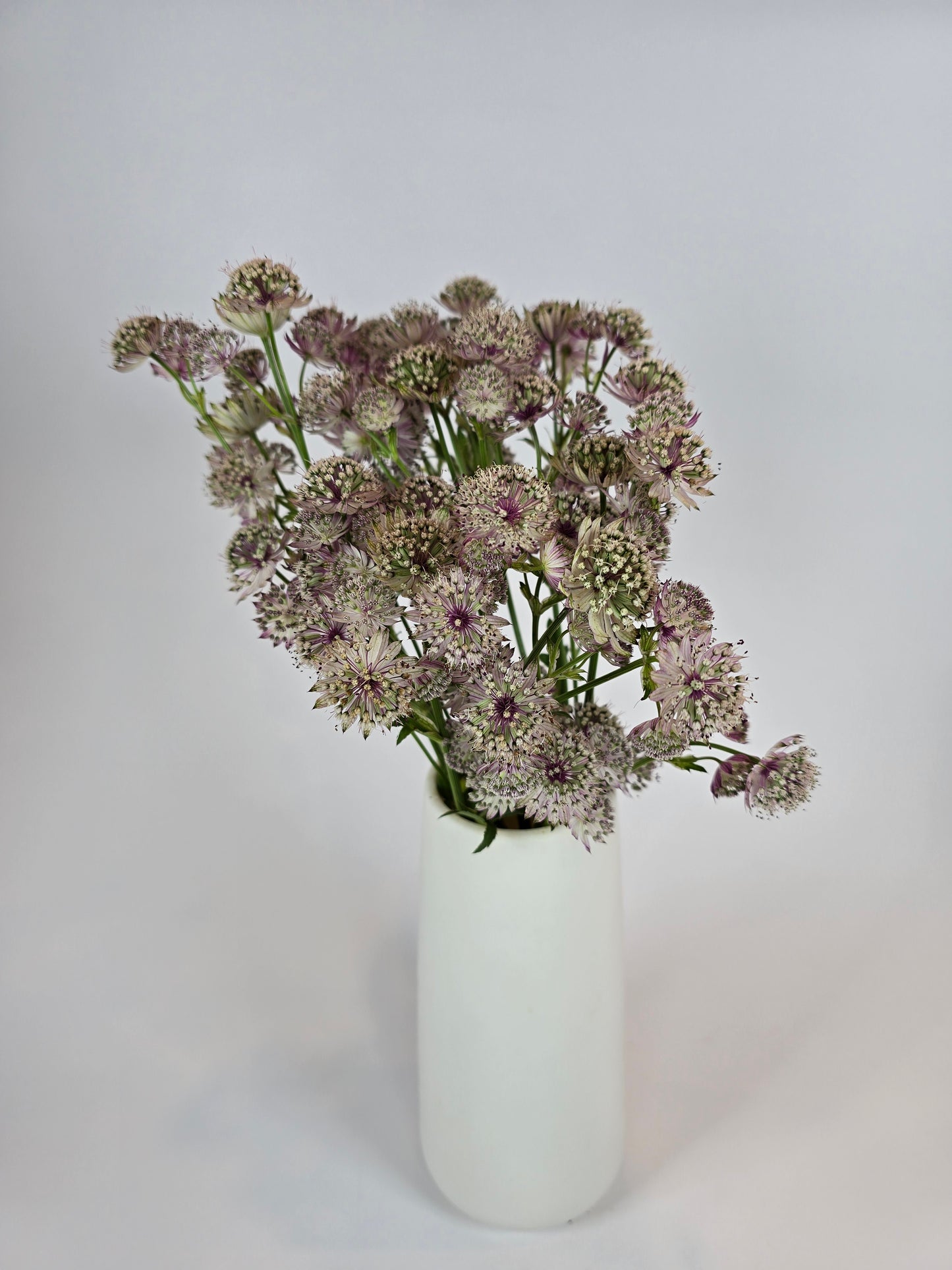 Light Pink Astrantia
