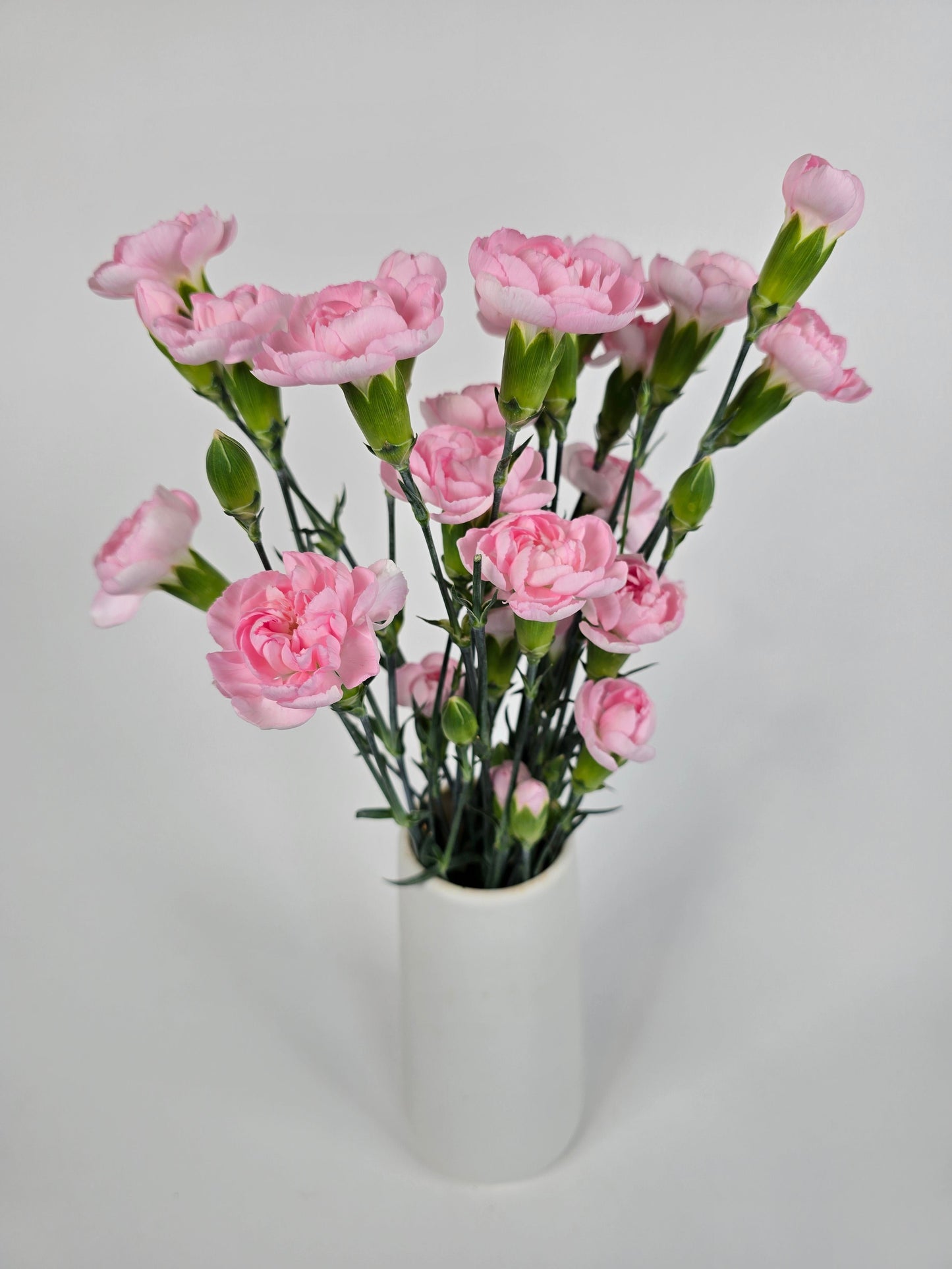 Light Pink Spray Mini Carnations