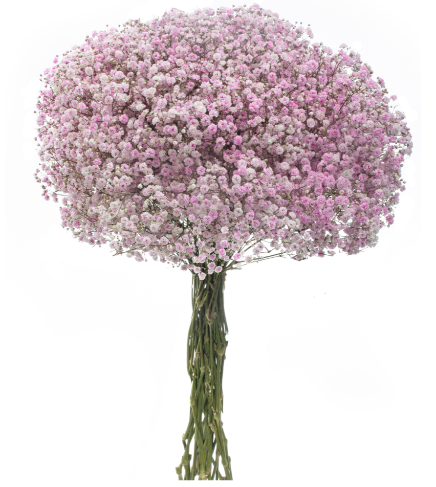Light Pink Tinted Baby's Breath