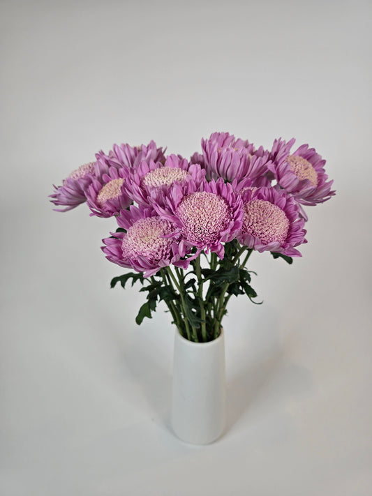 Lilac Cloud Disbud Mums