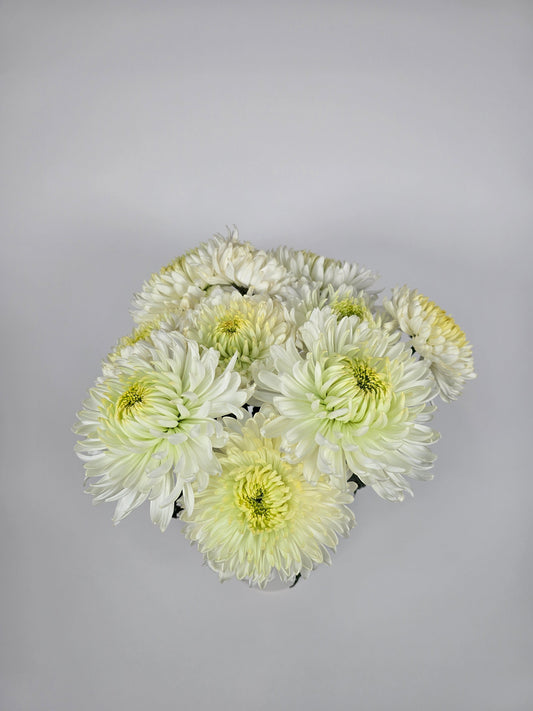 Magnum White Chrysanthemum