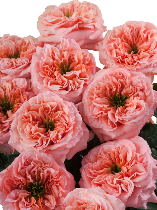 Mandarin Xpression Coral Garden Rose