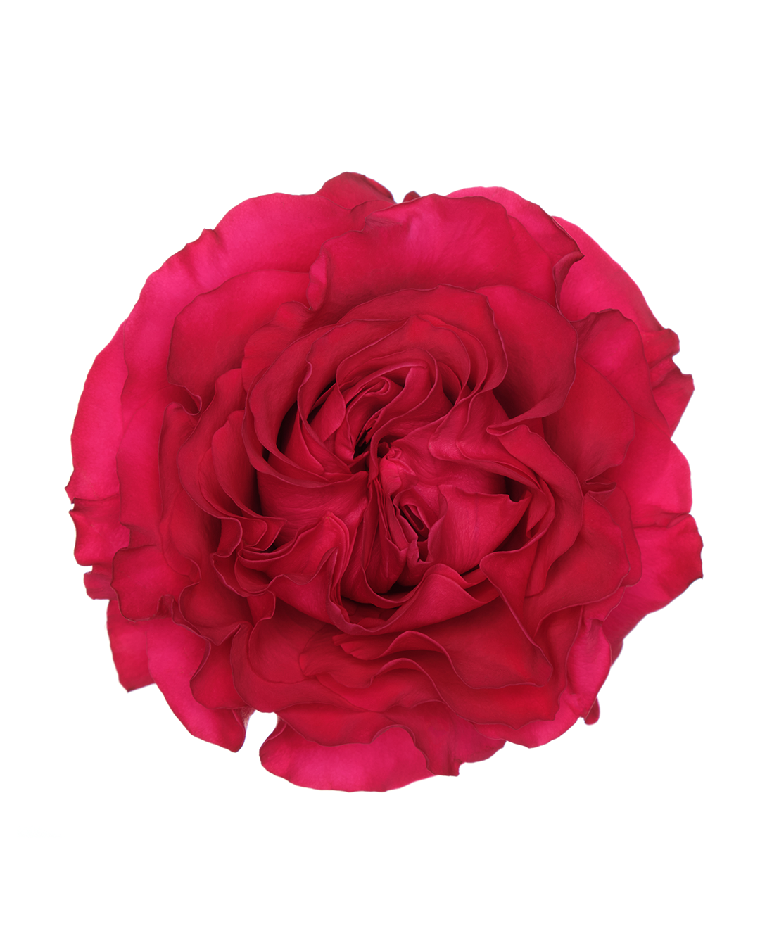 Mayra Hot Pink Garden Rose