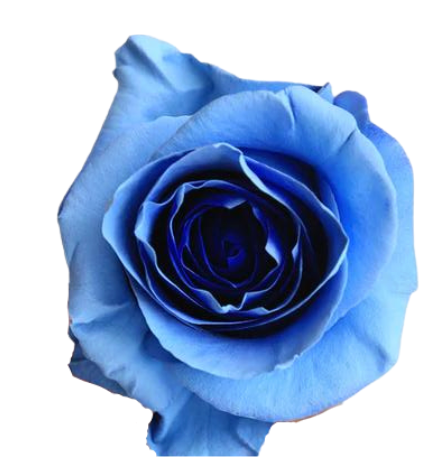 Midnight Shadow Tinted Roses