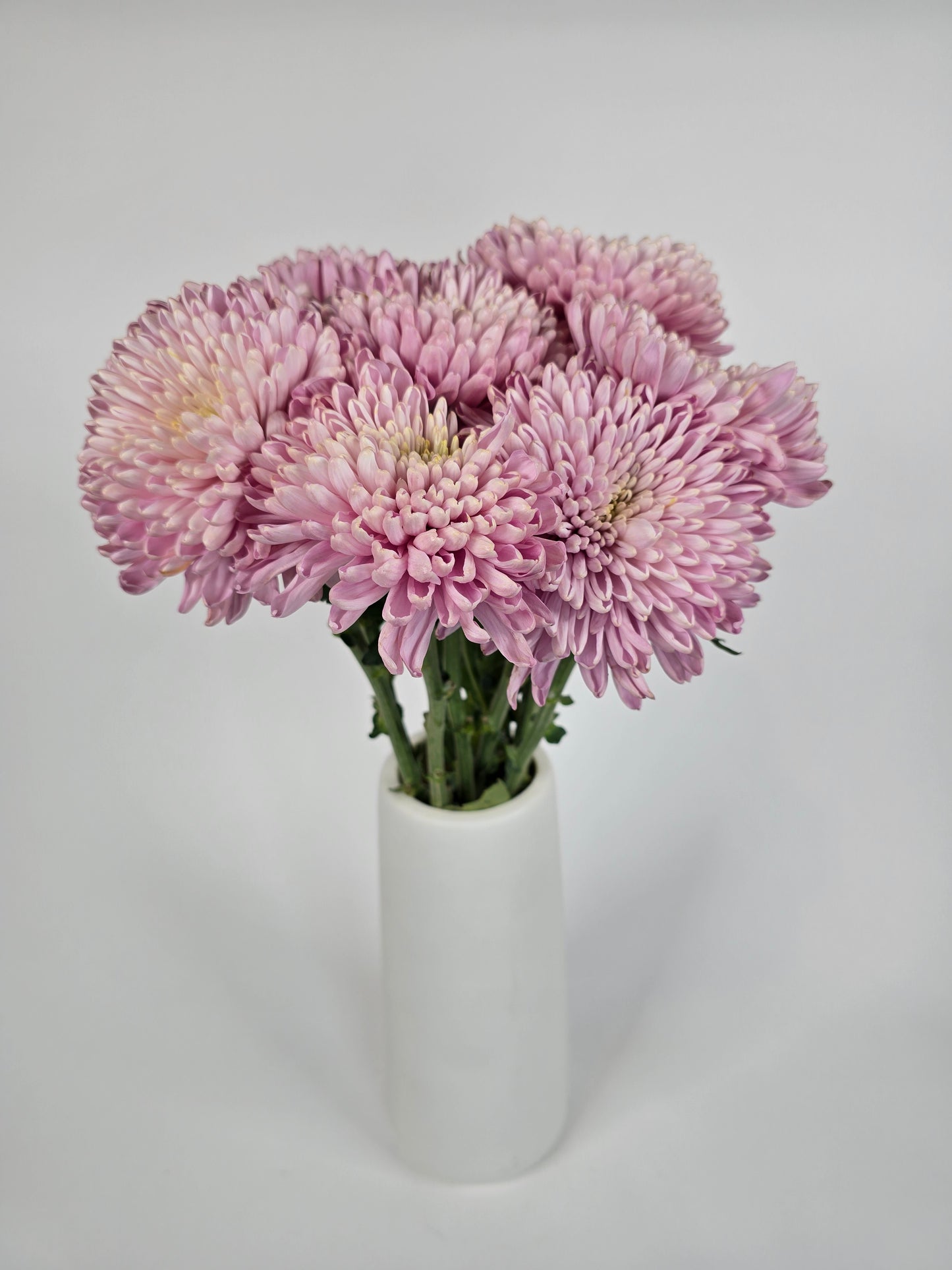 Minted Lavender Cremon Mums
