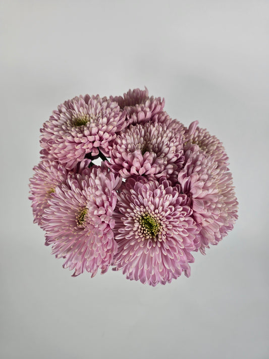 Minted Lavender Cremon Mums