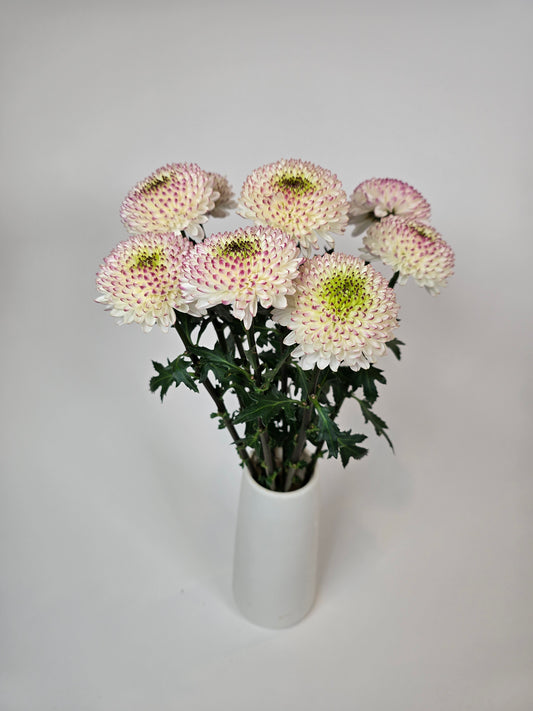 Moon kissed Disbud Mums