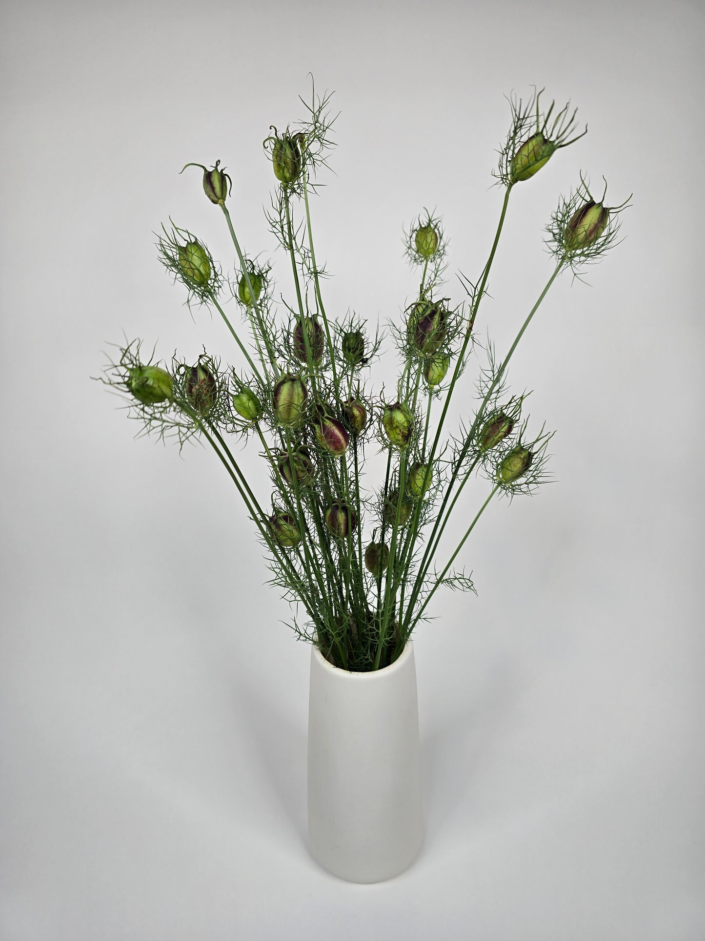 Nigella Pods