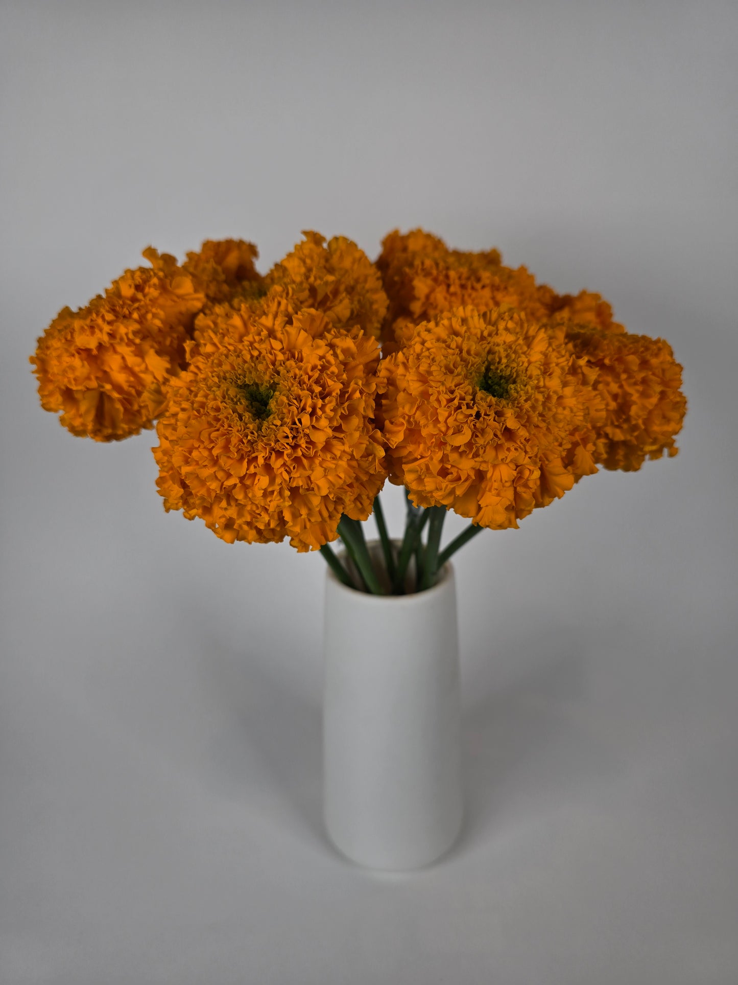 Orange Marigolds