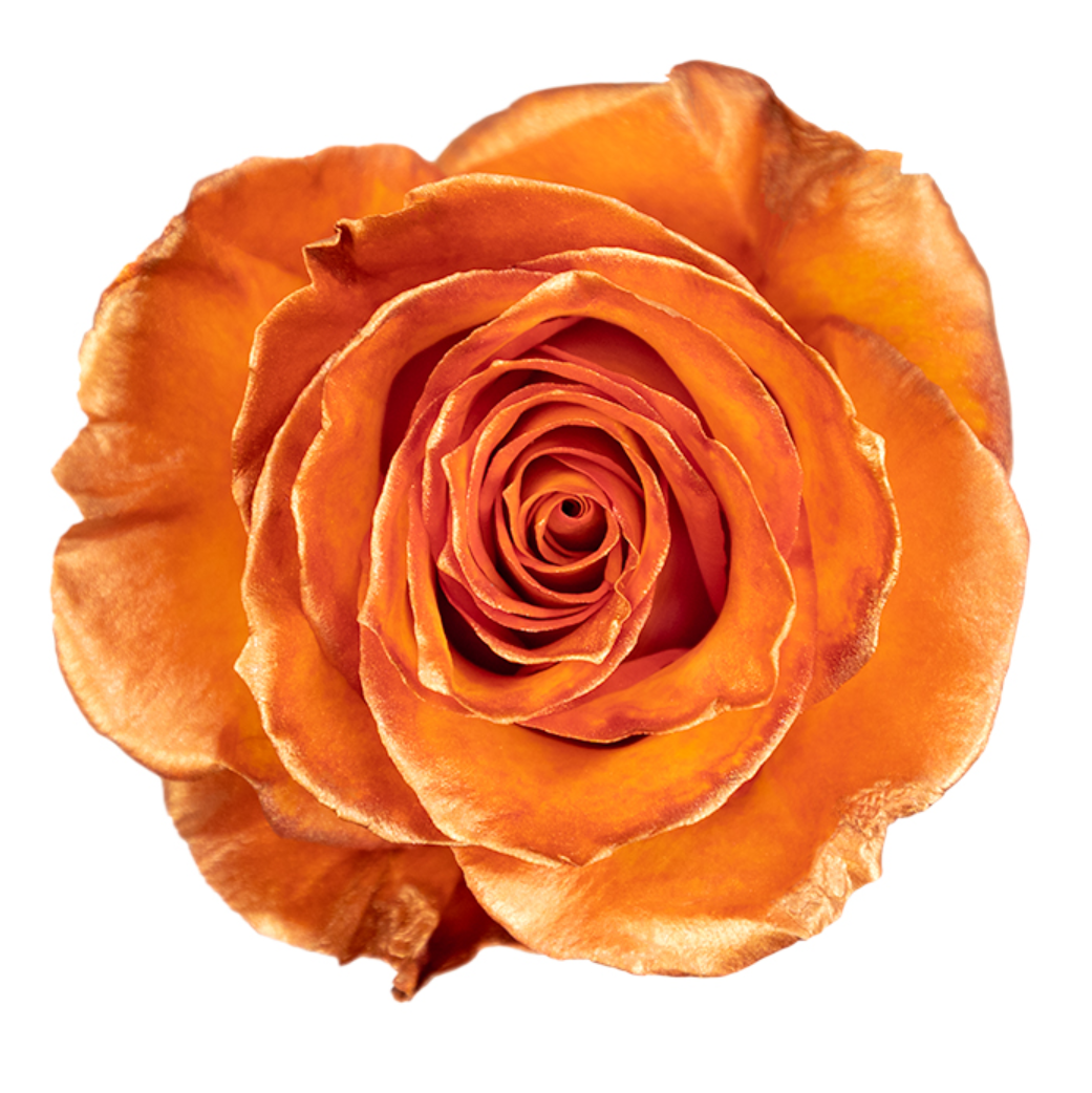 Orange Metallic Tinted Roses