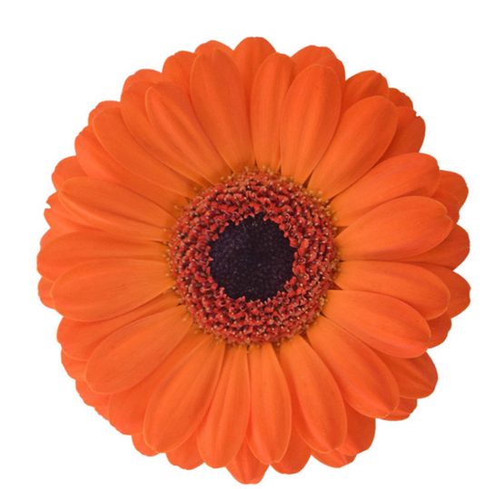 Orange Mini Gerbera Daisies