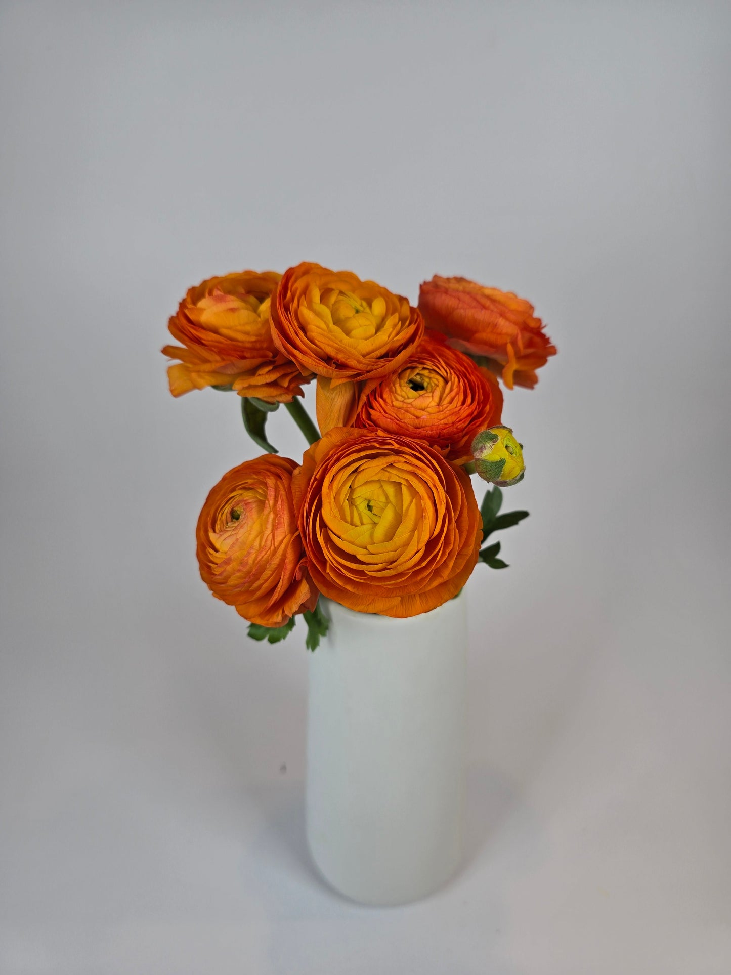 Orange Ranunculus