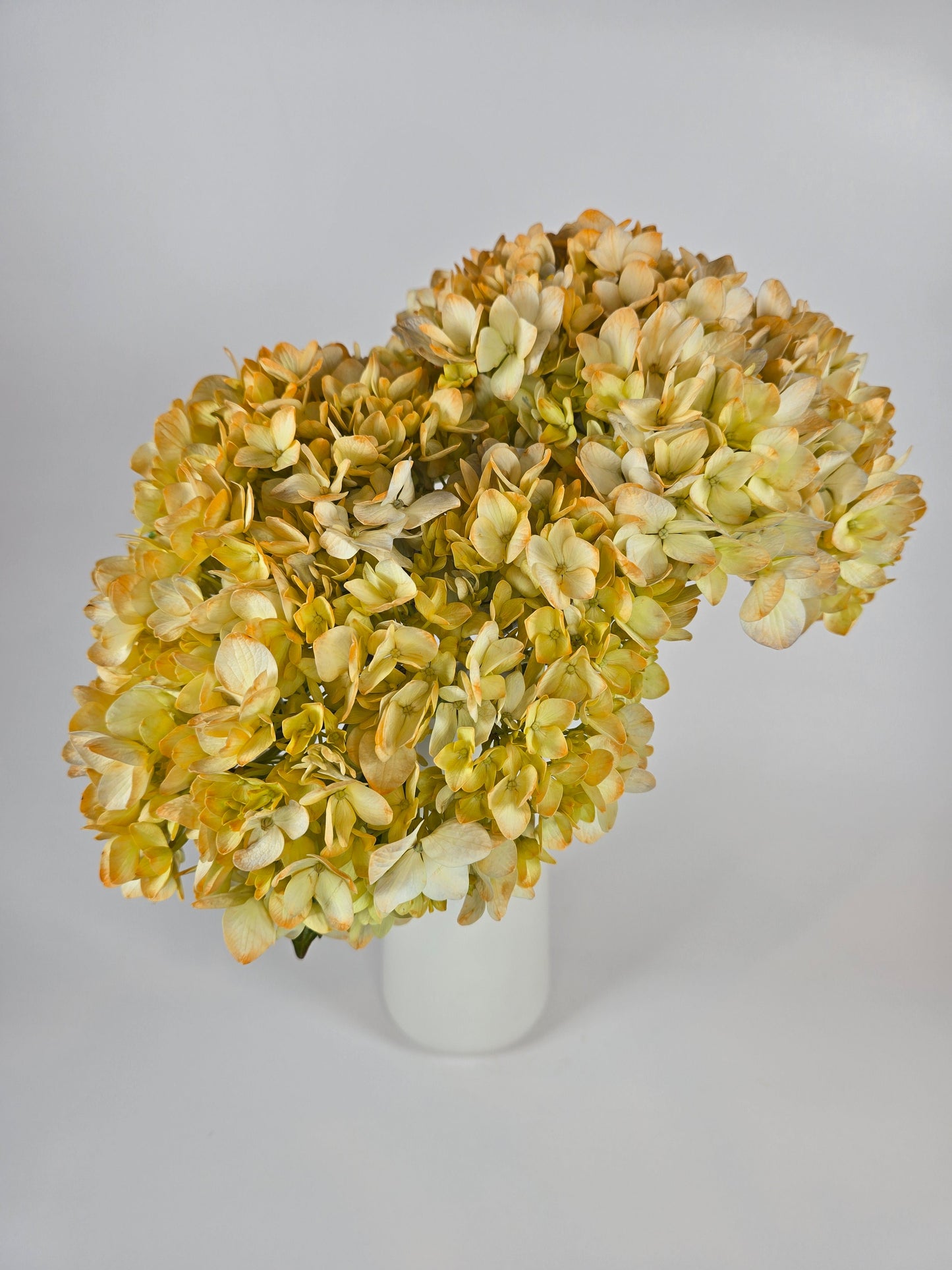 Orangey Peach Tinted Hydrangea