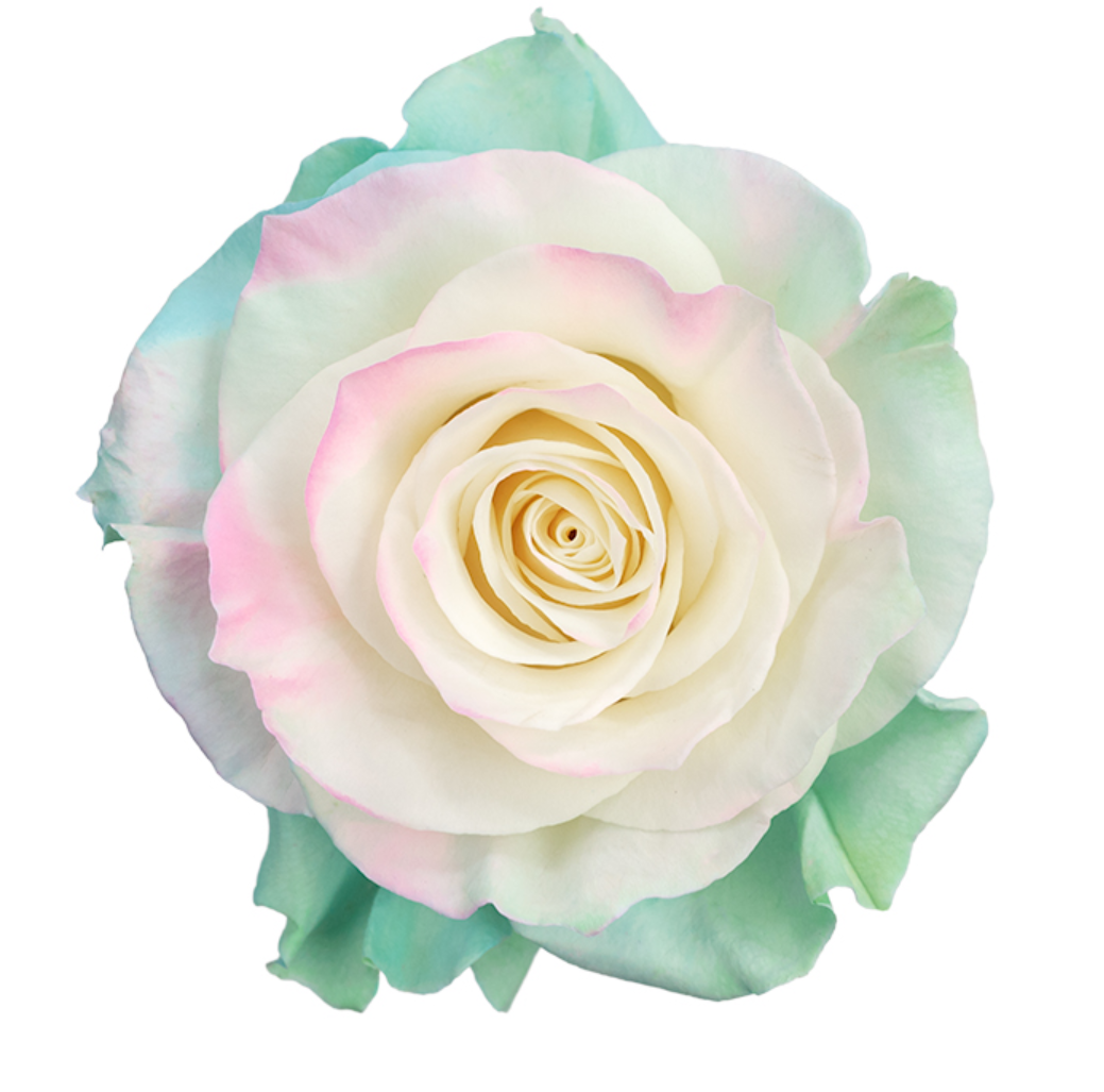 Pastel Aurora Tinted Roses
