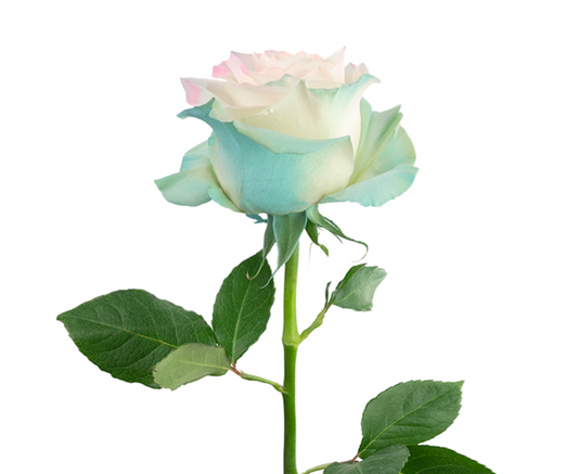 Pastel Aurora Tinted Roses