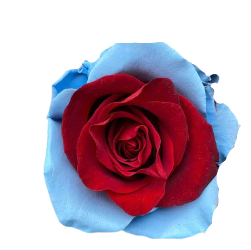 Patriotic Tinted Roses