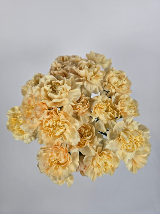 Peach Carnations