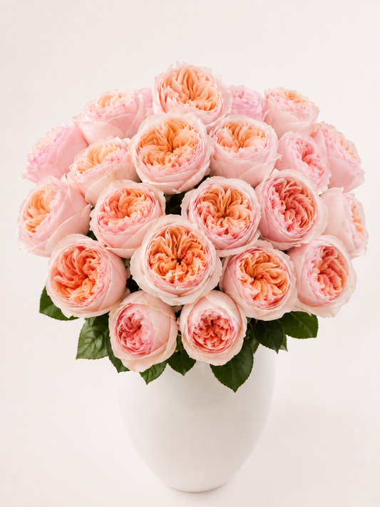 Peach Cashmere Tip Top Garden Rose