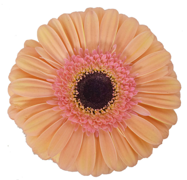 Peach Gerbera Daisies