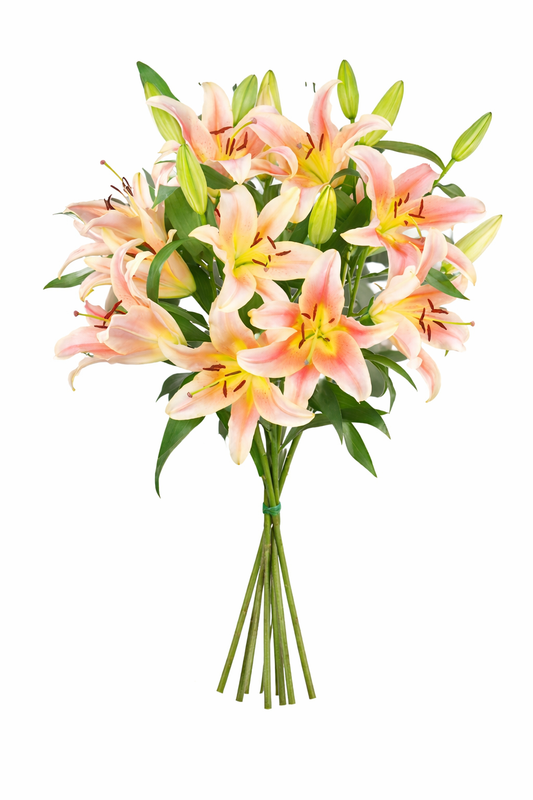 Peach Lilies