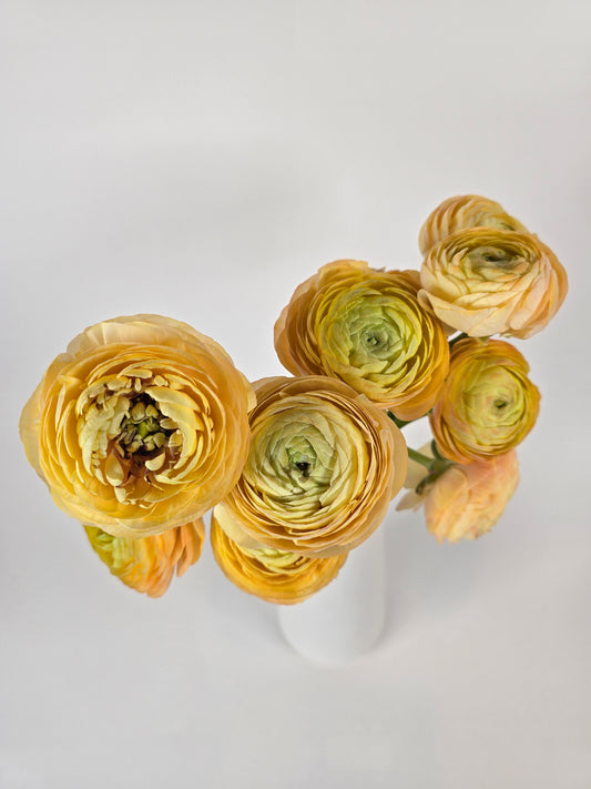 Peach Ranunculus