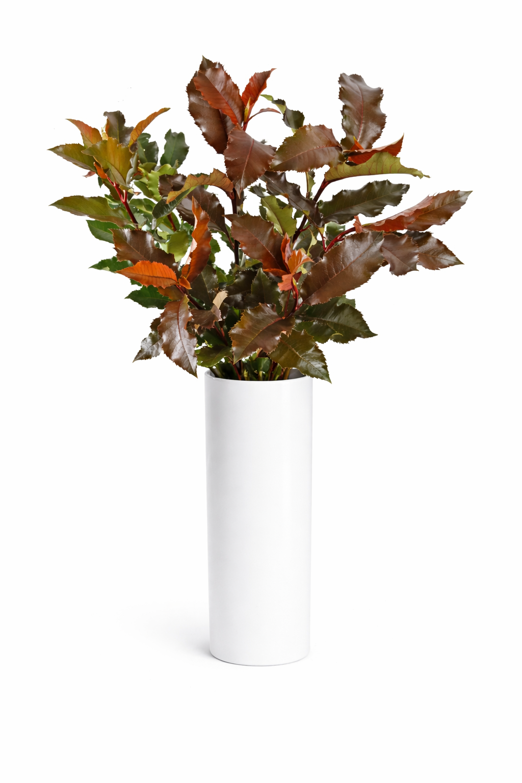 Photinia Greenery
