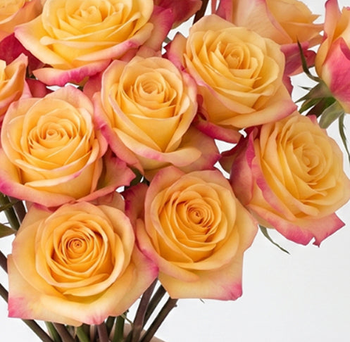 Pierrot Bicolor Yellow and Hot Pink Roses