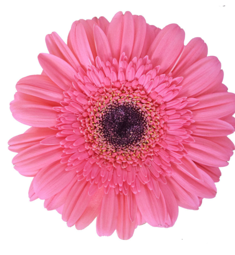 Pink Gerbera Daisies