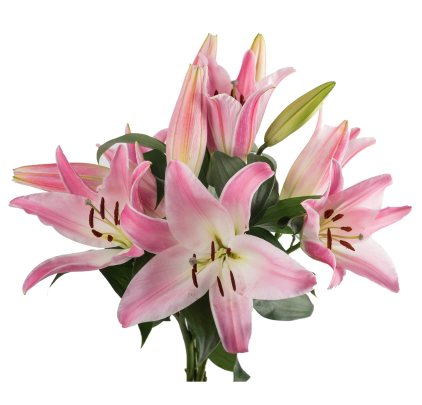 Pink Lilies