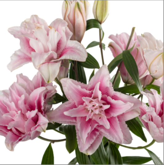 Pink Rose Double Lilies