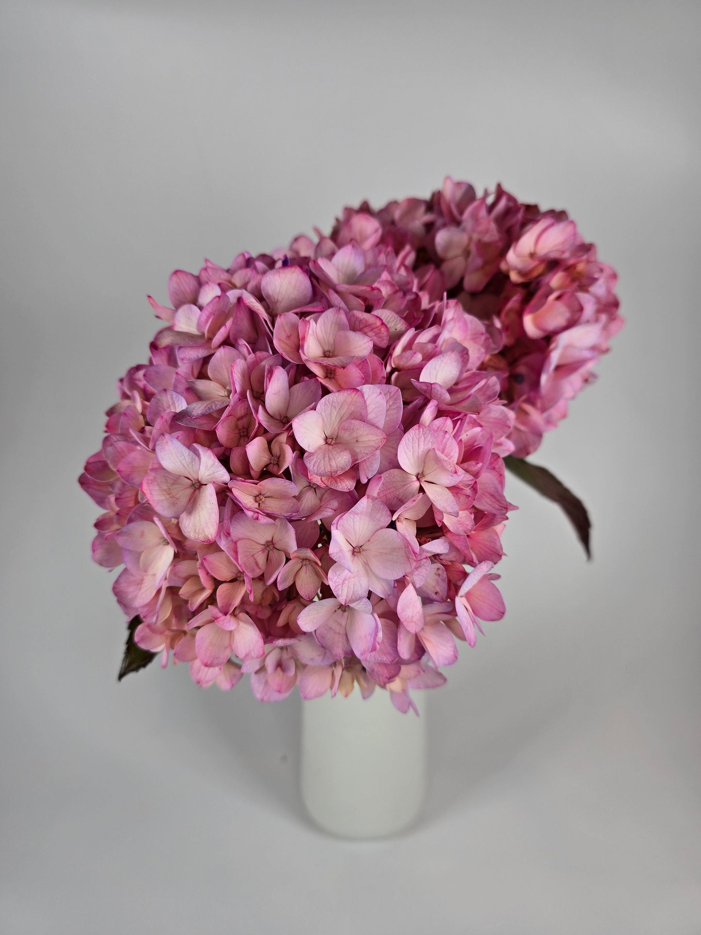 Pink Tinted Hydrangea