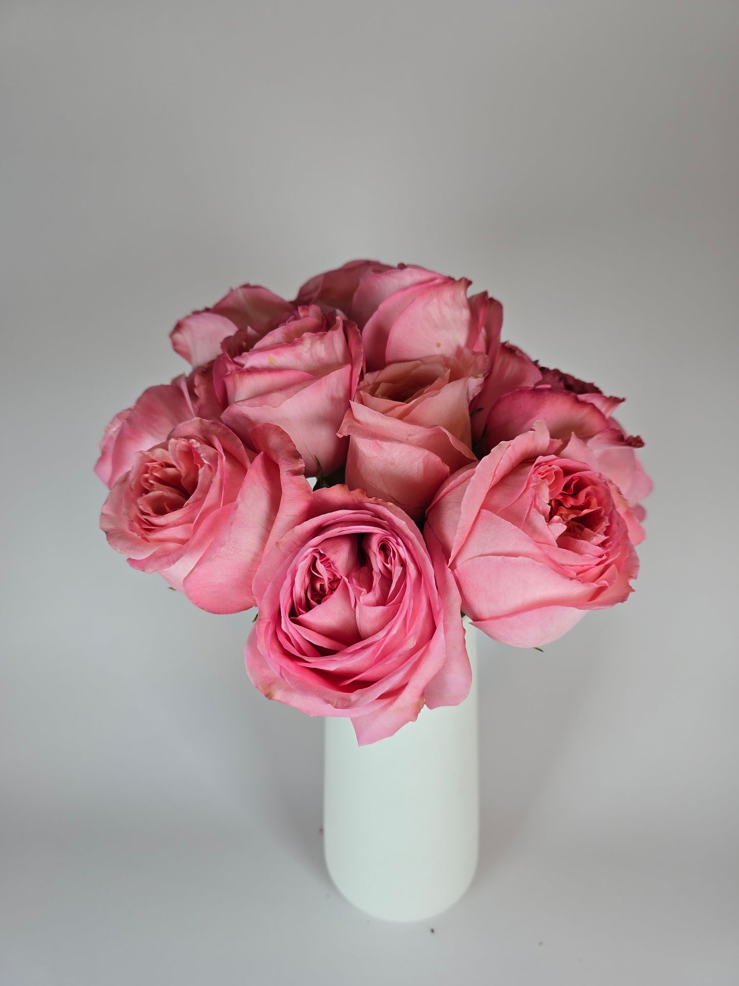 Pink Xpression Garden Rose