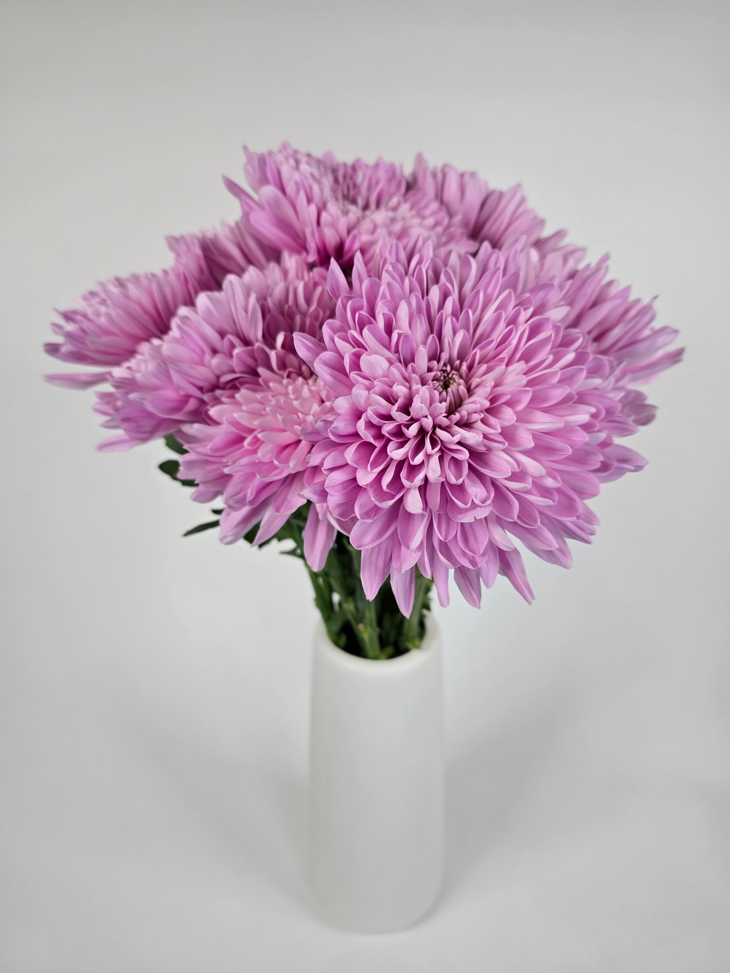 Pinky Lavender Cremons