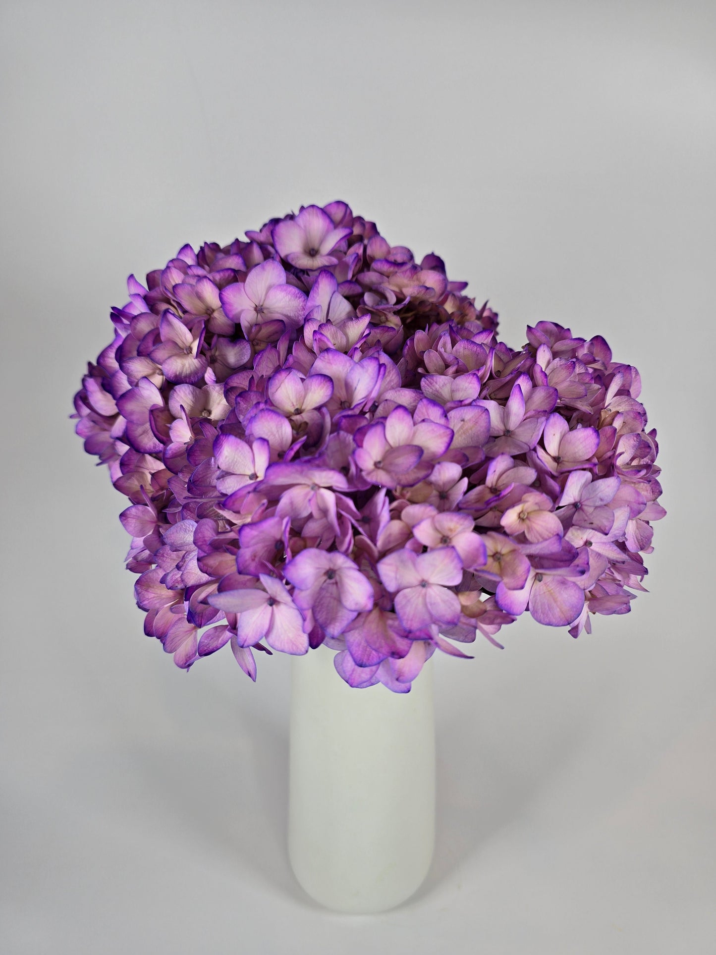 Pinky Purple Tinted Hydrangea