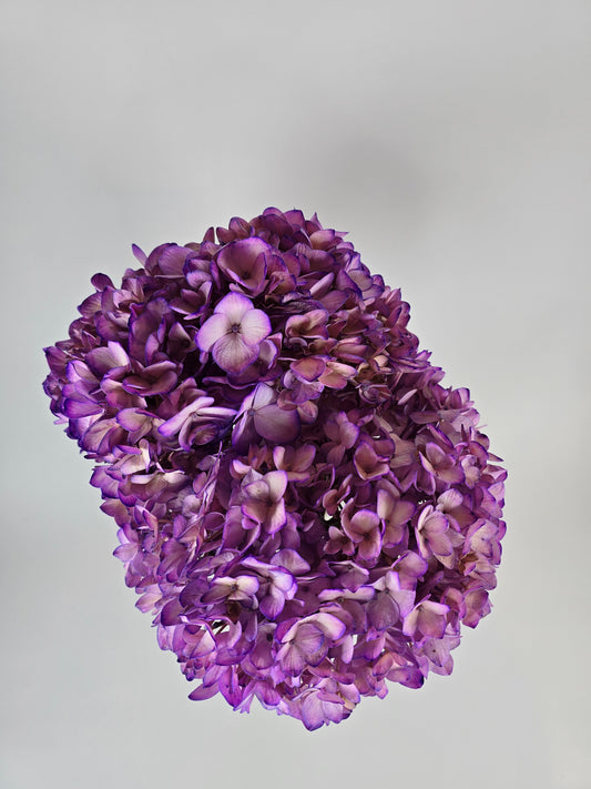 Pinky Purple Tinted Hydrangea