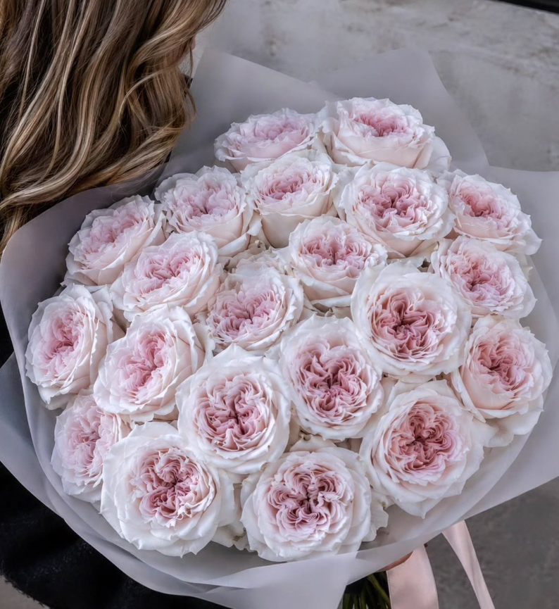 Powder Puff Light Pink Garden Rose