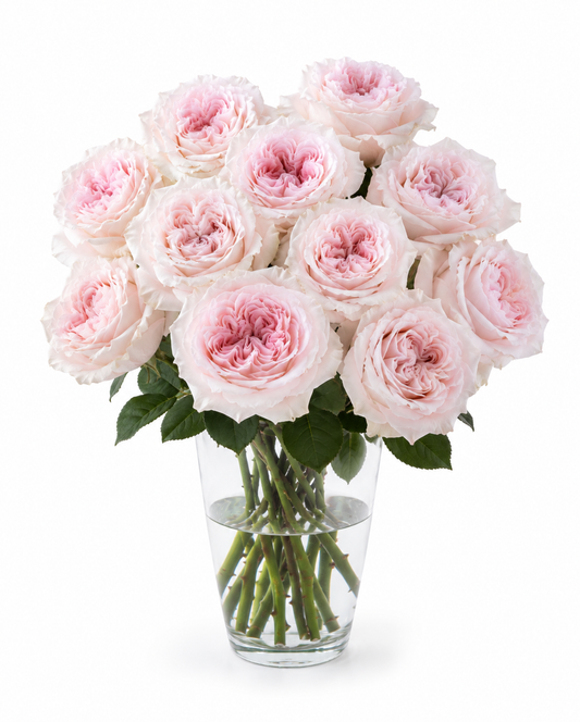Powder Puff Light Pink Garden Rose